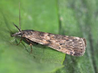 Seeboldia korgosella Rag. adulte - �Philippe Mothiron