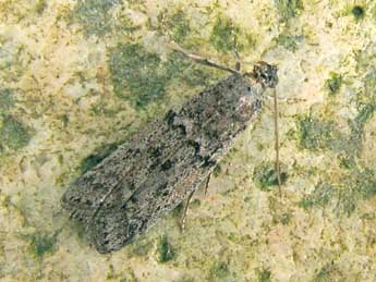 Ephestia kuehniella Z. adulte - �Nicole Lepertel