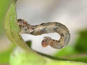  Chenille de Idaea laevigata Scop. - �Wolfgang Wagner, www.pyrgus.de