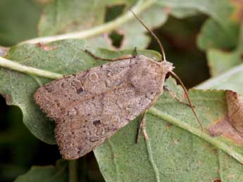 Propenistra laevis Hb. adulte - �Daniel Morel