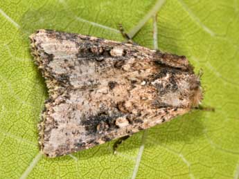 Mythimna languida Wlk. adulte - �Philippe Mothiron