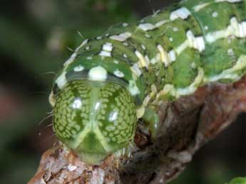  Chenille de Lithophane lapidea Hb. - �Wolfgang Wagner, www.pyrgus.de