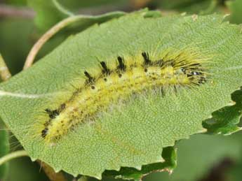  Chenille de Acronicta leporina L. - �Philippe Mothiron