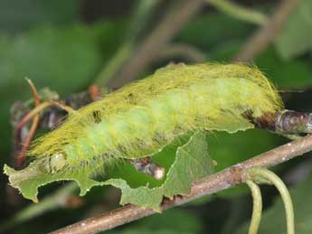  Chenille de Acronicta leporina L. - �Philippe Mothiron