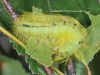  Chenille de Acronicta leporina L. - �Philippe Mothiron