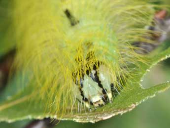  Chenille de Acronicta leporina L. - �Philippe Mothiron