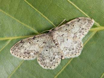 Idaea libycata Bartel adulte - �Daniel Morel