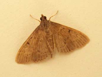 Herpetogramma licarsisalis Wlk. adulte - �anacro (www.insecte.org)