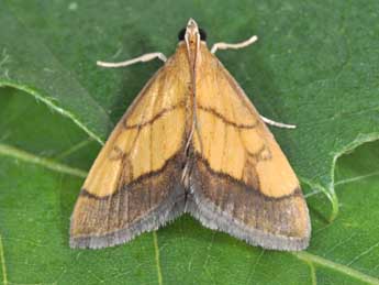 Evergestis limbata L. adulte - �Philippe Mothiron