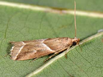 Nyctegretis lineana Scop. adulte - �Matthew Gandy