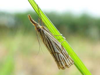 Chrysocrambus linetella F. adulte - �Jean-Paul Quinette