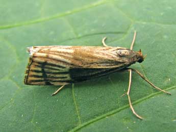 Chrysocrambus linetella F. adulte - �Nicole Lepertel