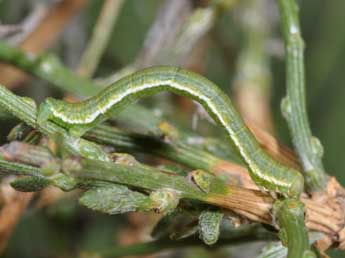  Chenille de Chesias linogrisearia Const. - �Philippe Mothiron