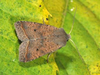 Leptologia lota Cl. adulte - �Philippe Mothiron