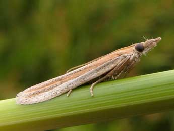 Anerastia lotella Hb. adulte - �Nicole Lepertel