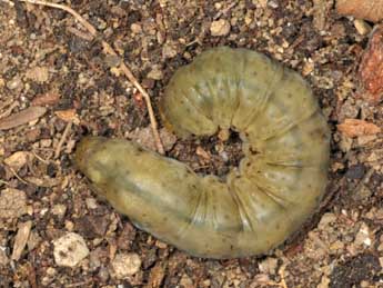  Chenille de Rhyacia lucipeta D. & S. - �Wolfgang Wagner, www.pyrgus.de