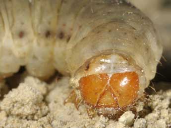  Chenille de Rhyacia lucipeta D. & S. - �Wolfgang Wagner, www.pyrgus.de