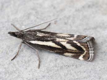 Catoptria luctiferella Hb. adulte - �Heiner Ziegler