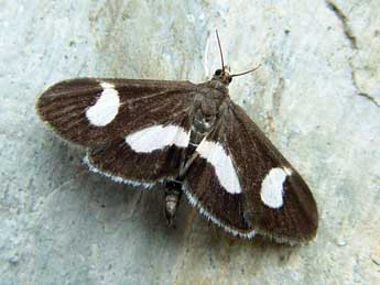 Anania luctualis Hb. adulte - �Jean-Paul Quinette