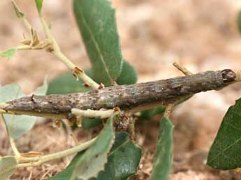  Chenille de Minucia lunaris D. & S. - �Emmanuel Ruiz