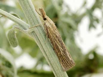 Pediasia luteella D. & S. adulte - �Friedmar Graf