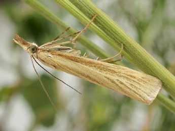 Catoptria lythargyrella Hb. adulte - �Friedmar Graf