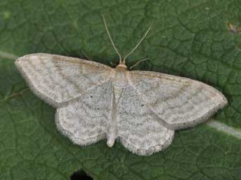 Idaea macilentaria H.-S. adulte - �Philippe Mothiron