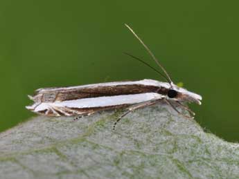 Angustalius malacellus Dup. adulte - �Philippe Mothiron