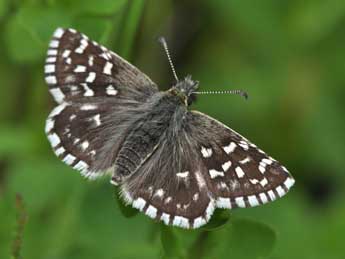 Pyrgus malvae L. adulte - �Philippe Mothiron