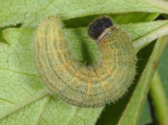  Chenille de Pyrgus malvoides Elw. & Ed. - �Wolfgang Wagner, www.pyrgus.de