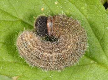  Chenille de Pyrgus malvoides Elw. & Ed. - �Wolfgang Wagner, www.pyrgus.de