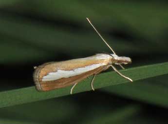 Catoptria margaritella D. & S. adulte - �Jean-Pierre Lamoline