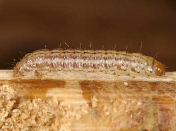  Chenille de Chilo phragmitellus Hb. - �Wolfgang Wagner, www.pyrgus.de