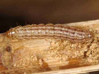 ©Wolfgang Wagner, www.pyrgus.de