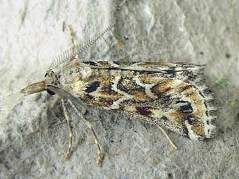 Hypotia massilialis Dup. adulte - �Luc Dietrich