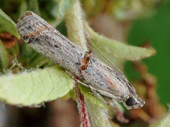 Psorosa mediterranella Amsel adulte - �Friedmar Graf