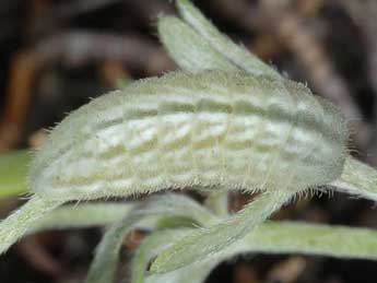  Chenille de Glaucopsyche melanops Bsdv. - �Wolfgang Wagner, www.pyrgus.de