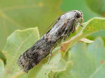 Phycita meliella Mann adulte - �Friedmar Graf