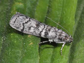 Dioryctria mendacella Stgr adulte - �Philippe Mothiron