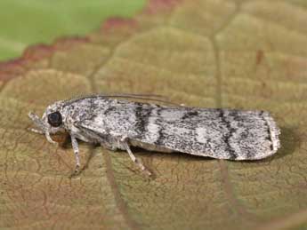 Dioryctria mendacella Stgr adulte - �Philippe Mothiron