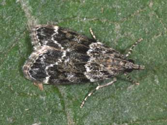 Eudonia mercurella L. adulte - �Philippe Mothiron