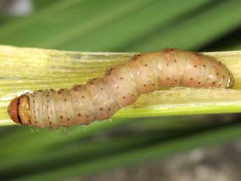  Chenille de Hydraecia micacea Esp. - �Wolfgang Wagner, www.pyrgus.de