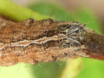  Chenille de Lophoterges millierei Stgr - �Wolfgang Wagner, www.pyrgus.de