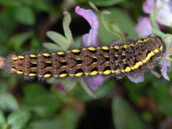  Chenille de Parnassius turatii Fruh. - �Wolfgang Wagner, www.pyrgus.de