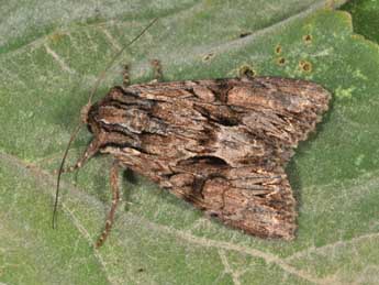 Apamea monoglypha Hfn. adulte - �Philippe Mothiron