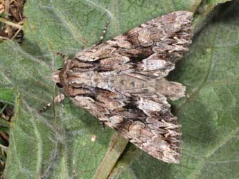 Apamea monoglypha Hfn. adulte - �Philippe Mothiron