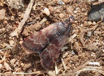 Asartodes monspesulalis Dup. adulte - �bejac (www.insecte.org)