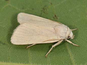 Photedes morrisii Dale adulte - �Matthew Gandy