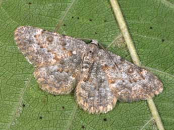 Charissa mucidaria Hb. adulte - �Philippe Mothiron