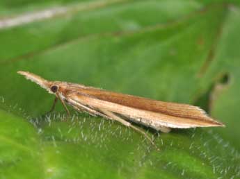 Donacaula mucronella D. & S. adulte - �Philippe Mothiron